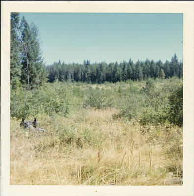 A field in mid-summer filled with grass. The tree line is visible in the distance.