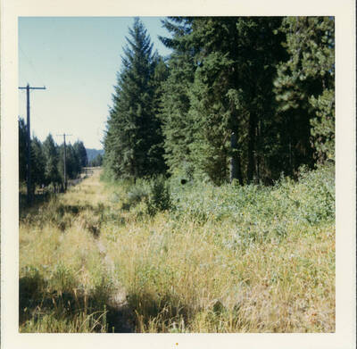 Telephone poles and trees along the fence line of a field.