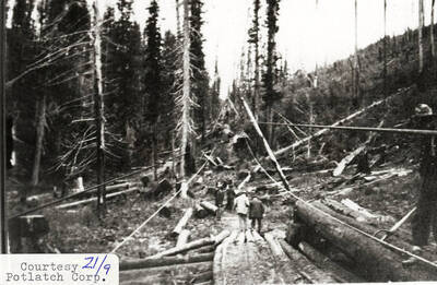 A group of people can be seen walking amongst the logs that are scattered on the ground of the forest.