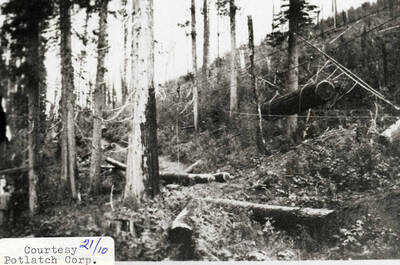 View of a forest with logs laying on the ground around the trees. A few ropes can be seen wrapped around some logs.