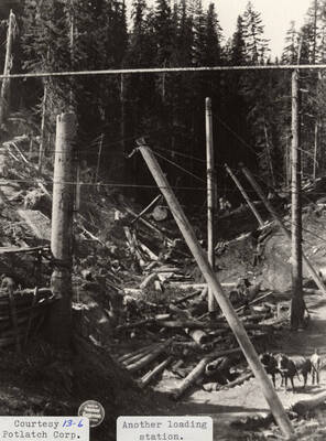 View of a loading station, where logs can be seen spread on the ground of the forest and cables can be seen running above. A man and two horses are walking among the logs.