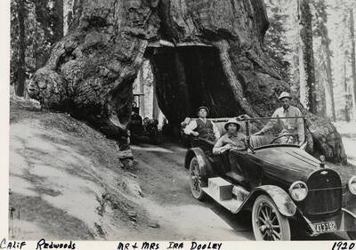 Mr. and Mrs. Ira Dooley ride cars through redwood tunnels at the California Redwoods. Photograph taken in 1920.