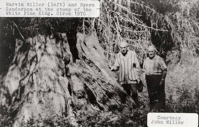 Marvin Miller (left) and Byers Sanderson (right) standing at the stump of the White Pine King. The White Pine King was the largest known white pine tree at the time.
