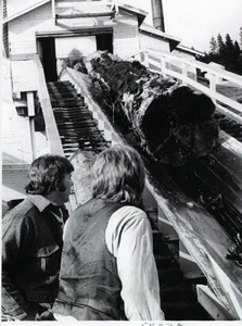 Photograph of men watching the ast log entering the Potlatch Mill.