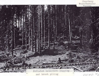 View of the Potlatch selective logging and brush piling. A few men can be seen standing in the forest next to tree stumps, logs laying on the ground, and a railroad track.