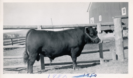 Photograph of a prize bull.