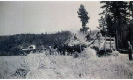 Photograph of men harvesting on Hatter Creek.