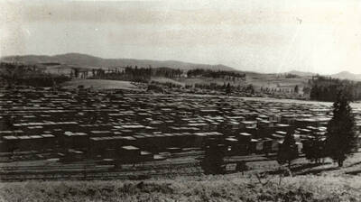 A full view of a packed lumber yard.