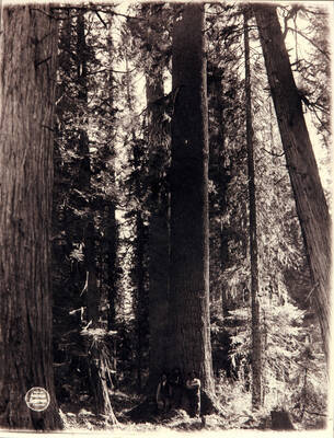 Three man standing in front of a tall Idaho White Pine Tree.