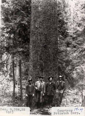A photograph of four men in front of a tree at Section 9, 39 North, 2 East.
