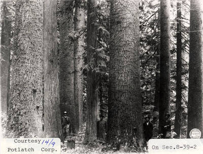 A photograph located in Section 8-39-2 of Elk River Timber.