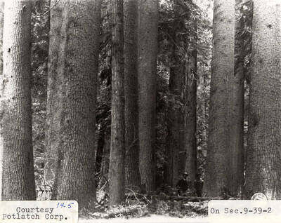 A photograph located in section 9-39-2 of Elk River Timber.