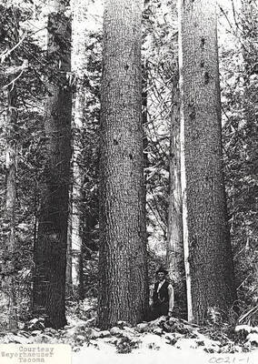 A photograph of Elk River timber.