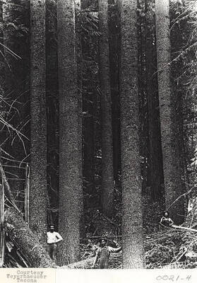 A photograph of Elk River timber.