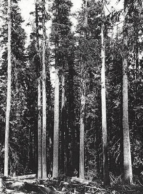 A photograph of Elk River timber.