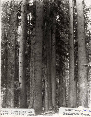 A photograph of Elk River timber.