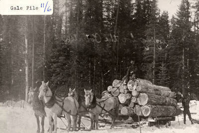 Four horses pulling logs in the snow. One man is sitting on top of the logs and another man is standing next to the stack of logs.