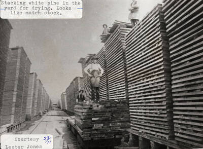 A photograph of workers stacking match stock white pine to dry in the yard.