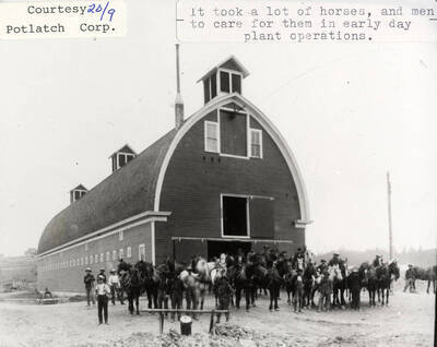 A photograph at the horse barn of the several horses used in early day plant operations and men to take care of them.