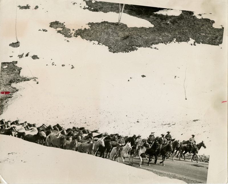 Photo Description: Pack of horses on road with riders in front.