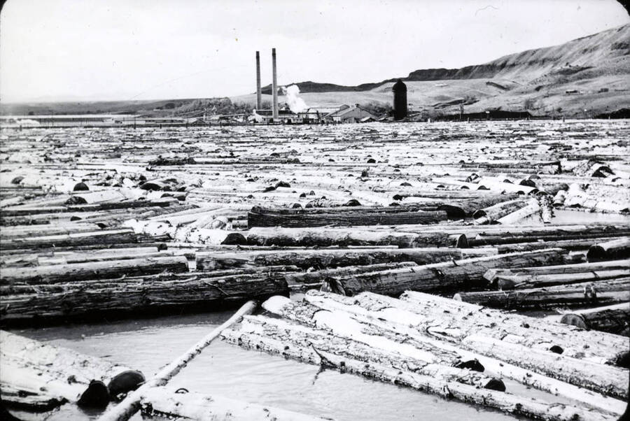 View of the barked logs sitting in the log pond. In the background stands the mill.