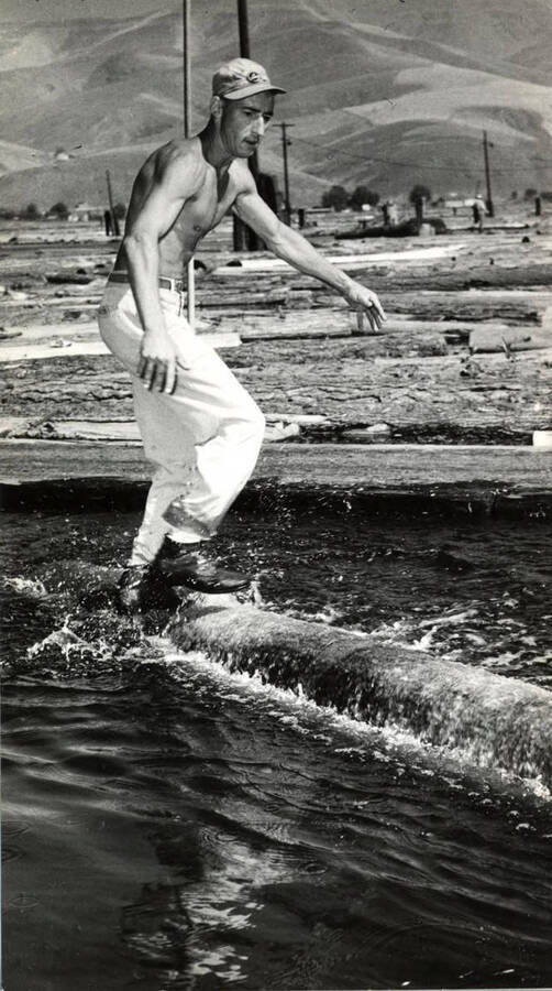 A mill worker stands on the edge of a log in the log pond, rolling the log. Description on the back says 'mill worker riding log.'