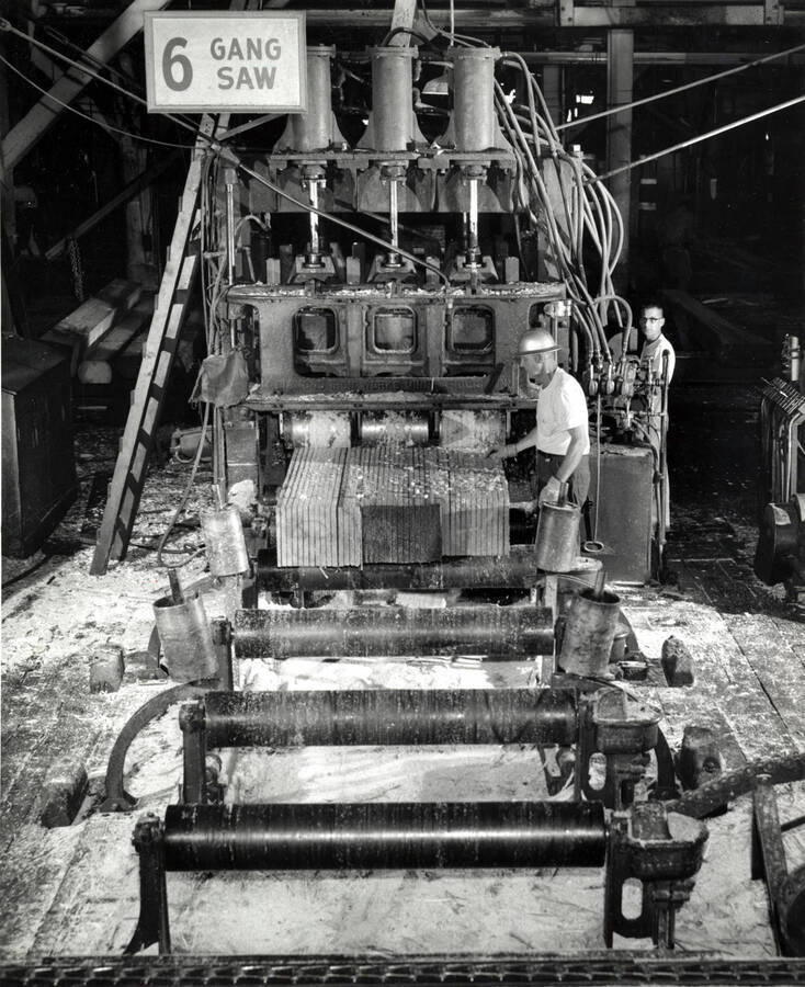 Two men work at a piece of machinery. The sign over the piece is labeled 6 gang saw. In front of the piece there are four rollers, the first of which is having planks of roll out on to it.
