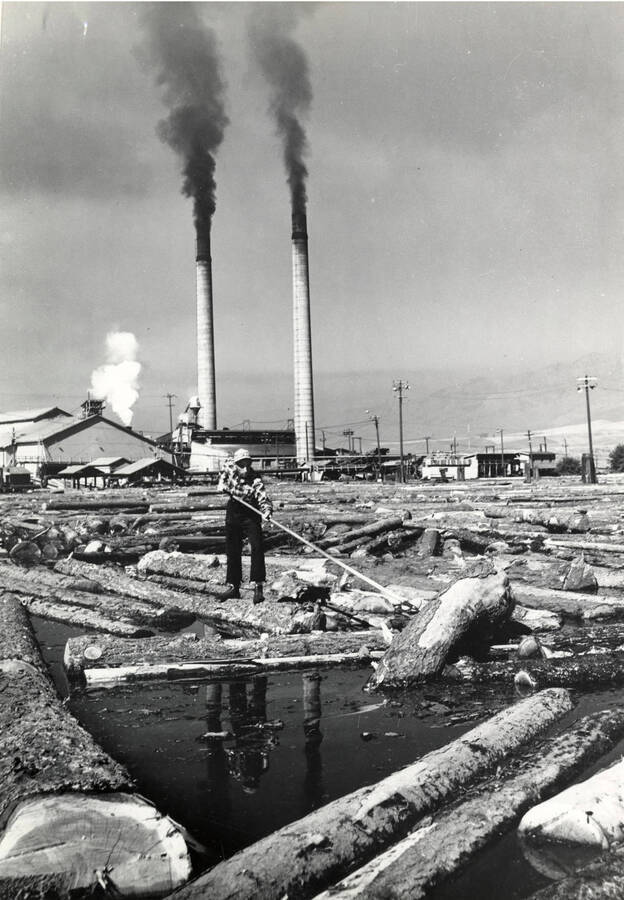 A man stands on a barked log using a long pole to push logs out of the way. The plant's smokestacks stand in the background. The description on the back of the photograph reads 'Sorting logs in the pond.'