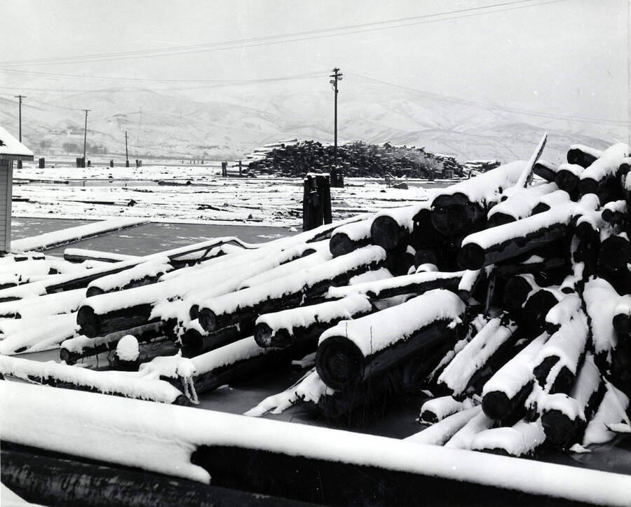 Snow-covered logs are piled near the log pond at the Clearwater mill. In the background are more piles of logs. The back of the photograph lists the date as December 1959.