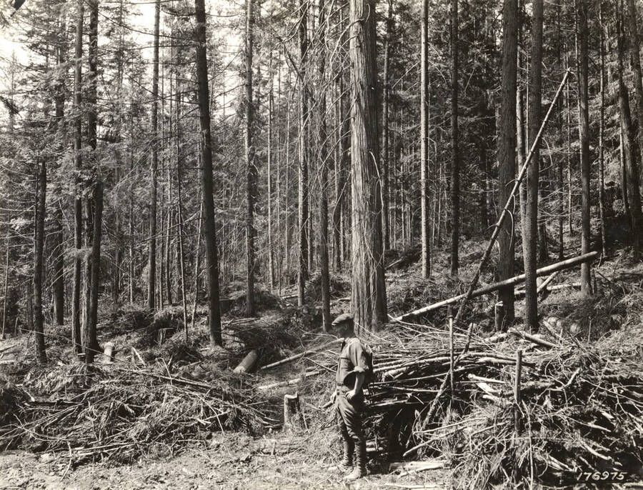 Preparing logging debris for disposal on State Forest Land.  By careful burning, cedar, hemlock, and white pine trees around eight and ten inches in diameter are saved and given an opportunity to develop into merchantable size thirty or forty years hence.