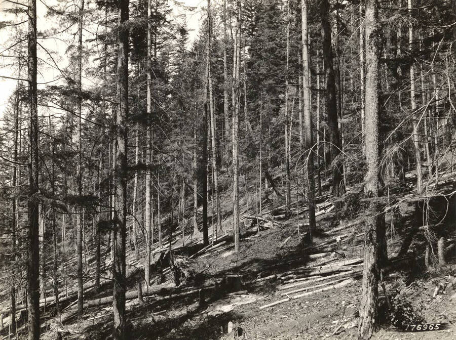 A crane hoists a log over the side of a ledge. The description on the back of the photograph reads "early yarding"