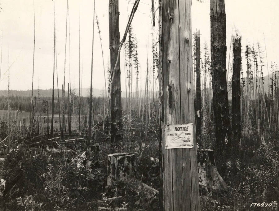 On the other  hand, a cutting across the line where the slash has been burned broadcast.  It is easy to see that the broadcast burn does not make the area safe from future fires.  Open the  baking sun and drying winds, the weeks and trash dry out early in the season, twigs from fire killed white fir trees begin to fall and mat the ground and snags are always ready to spread sparks in every direction.  Long before there is any danger in the green timber, devastating fires may run thru these cut-over areas.