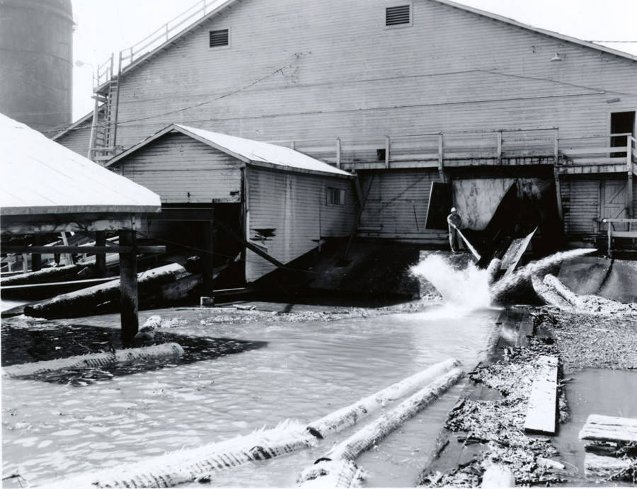 A man stands near the opening where debarked logs return to the log pond. Behind him, the entrance were barked logs enter the mill. Note on the envelope says that this photo was taken for Doug Wilson, the Seattle AP photographer who covered the log drive.
