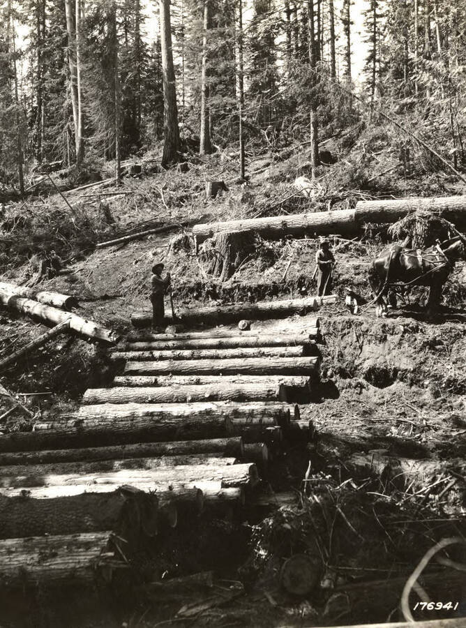 Logs being hauled out of the woods by a team of horses.