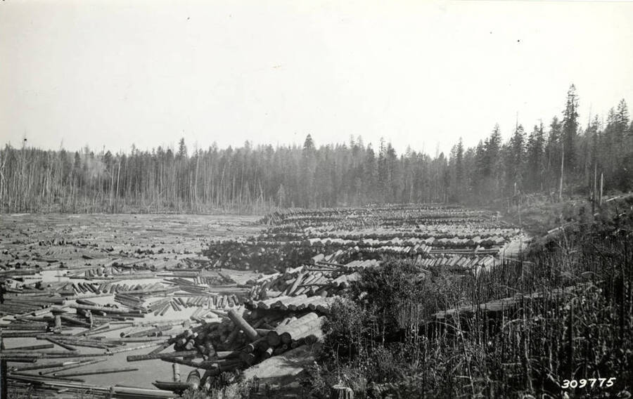 Logs fill up a log pond. Closest to land, stacks of lumber sit. In the background the pond is surrounded to tall trees.