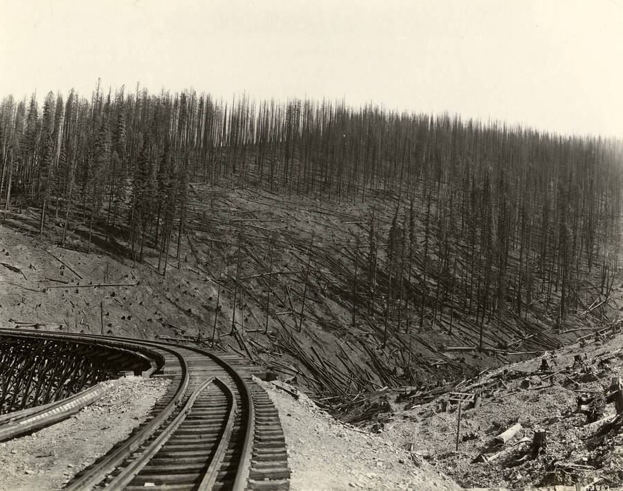 The results of a summer fire on cut-over land on the Idaho-Montana line.