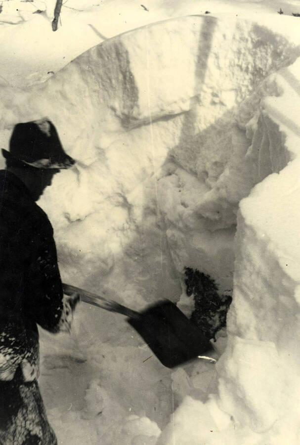 Sawyer Jones in attempting to enlarge the saw pit strikes an old snag wit his shovel. The snow was so deep that the snag was completely hidden from view until the pit had been partially dug.  Depth over ten feet.