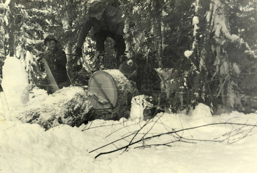 Taking the measurement of a felled Idaho White Pine.