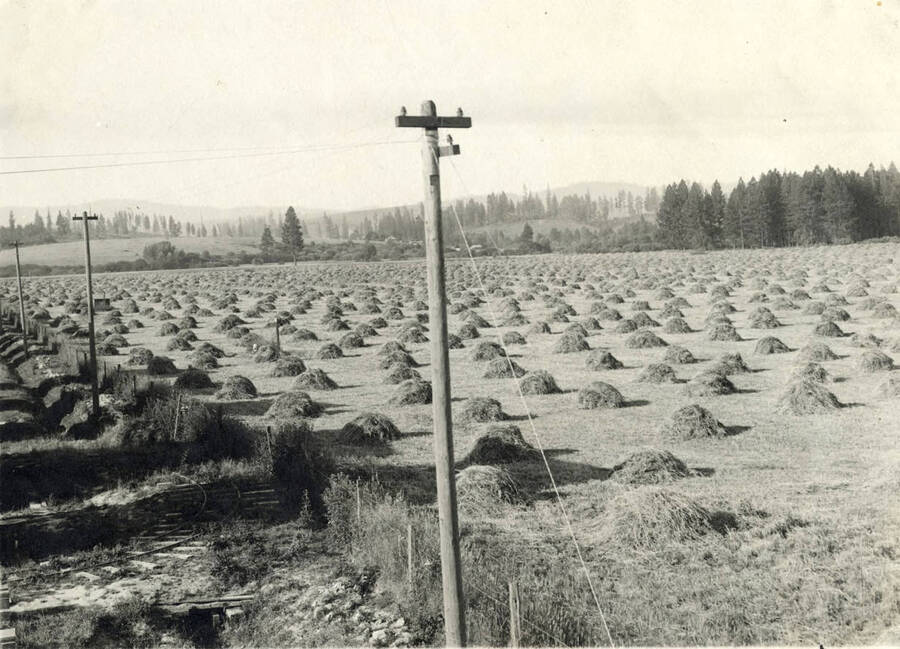 A field of hay is ready for bailing. The description on the back of the photograph reads "Timothy and Alsike Clover. Over 150 tons."