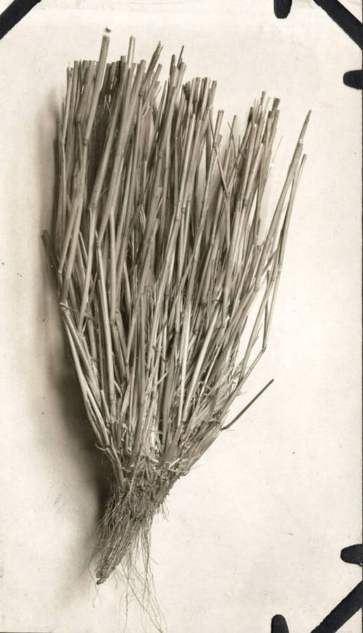 A stock of hay (unknown type) is shown.