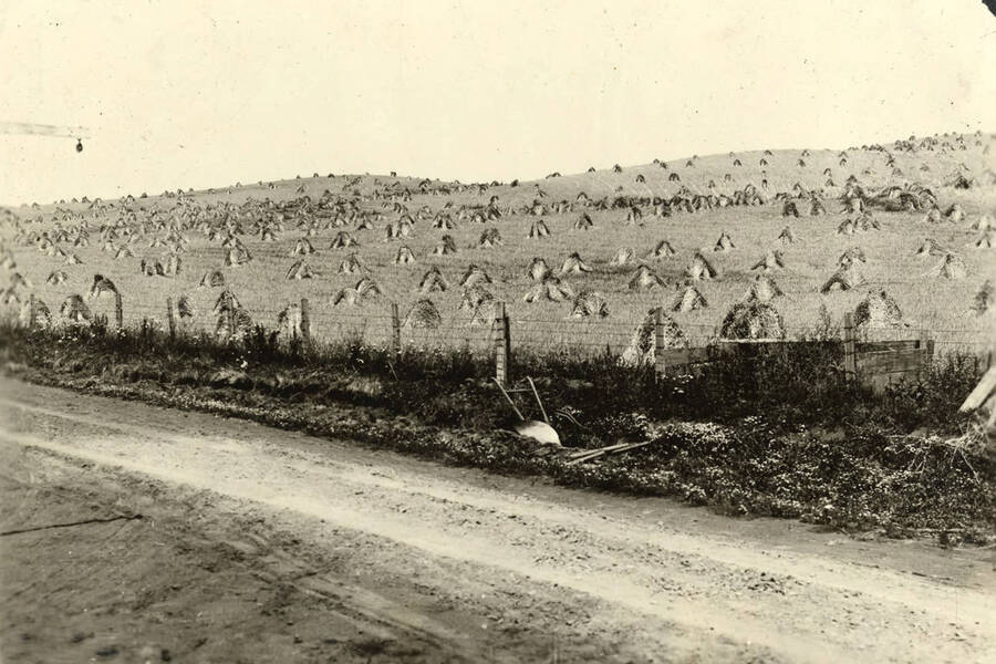 A field full of hay piles are ready to be picked up. The description on the back of the photograph reads "field covered with piles for harvesting."