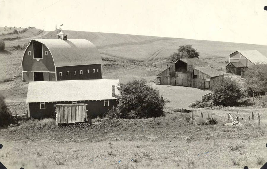 A farm yard with a new barn on the left-hand side of the photograph while the old barn is on the right-hand side.
