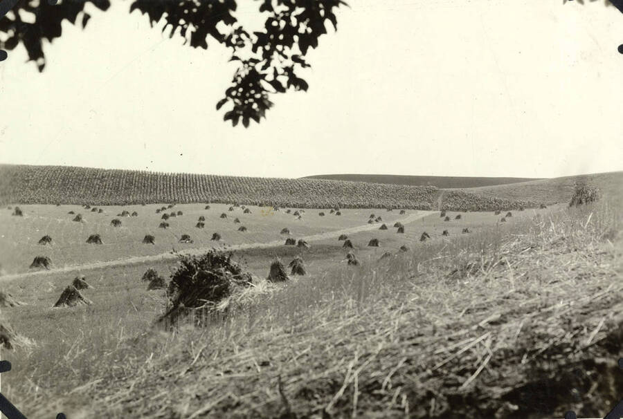 A field full of hay piles are ready to be picked up and baled. Next to the field of hay piles is an un-harvested field.