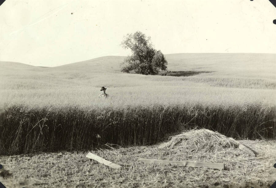 A man stands in a wheat field. Behind him is a large tree in the field as well.