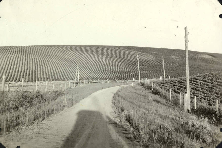 A dirt road runs between two fields. Also shown are electrical poles towards the right-hand side of the picture.