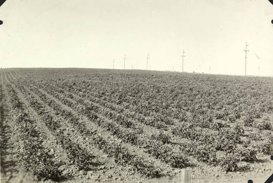 A field with a row crop. In the distance are electric poles.