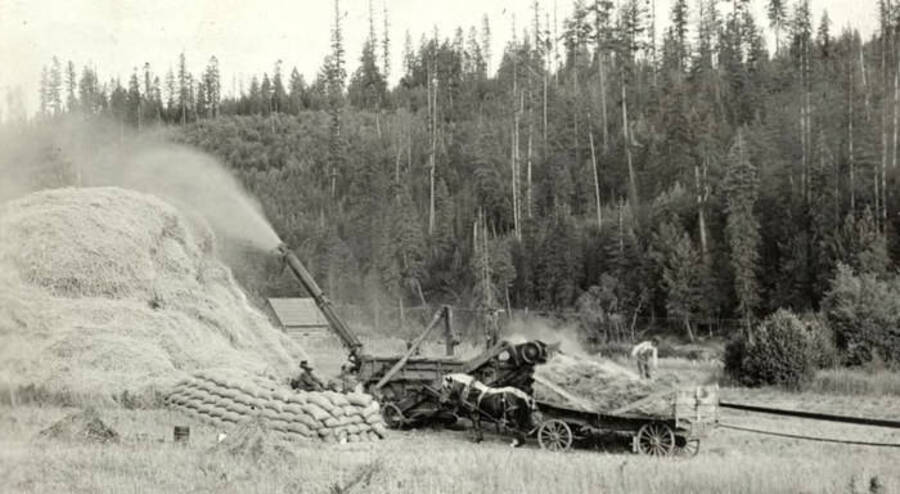 A threshing machine blows chaff back onto a pile while a horse hitched to a wagon waits. A man stands atop the load on the wagon while another is surrounded by sandbags.