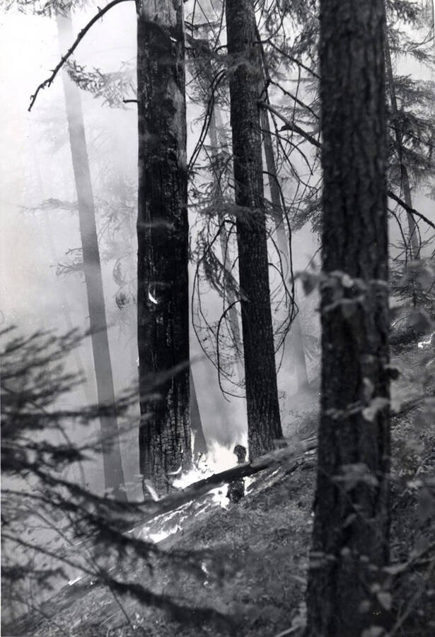 Fire wicks around a tree while smoke obscures trees in the background