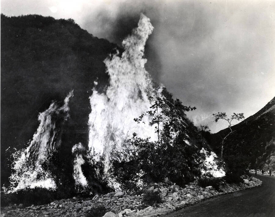 Fire rages close to a road during a forest fire. The description on the back says 'crown fire'. Stamped on the back is the stamp for the photographer, George Lohr and his studio.