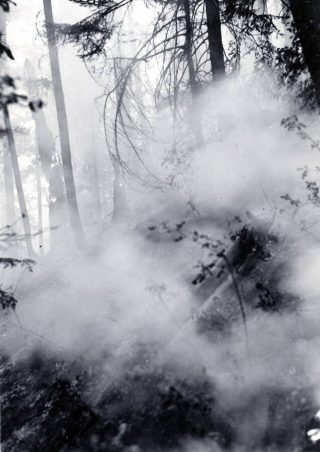 Smoke obscures the ground in the forest as trees burn in the background.